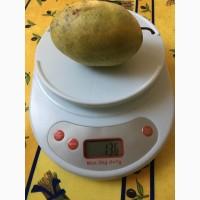 Азимина (банановое дерево) + подарок