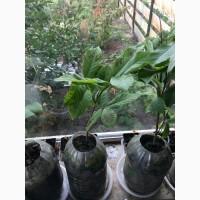 Азимина (банановое дерево) + подарок