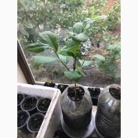 Азимина (банановое дерево) + подарок