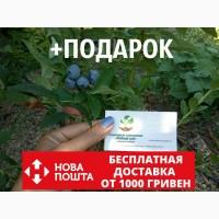 Голубика семена (20 штук) насіння лохини, косточка, семечка для выращивания саженцев