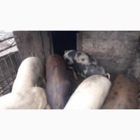 Продам свиней живым весом