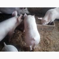 Продам свиней 150 170 кг 6голов