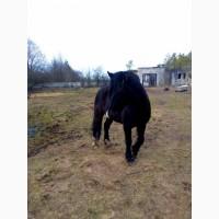 Продам коника 8 років