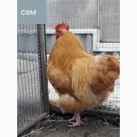 Продам молодых кур орпингтон