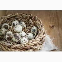 Перепелині столові яйця продам