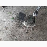 Продам індійських павлінів