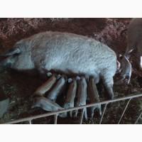 Продам!!!Венгерсько-пухова монгалиця