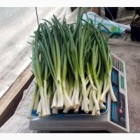 Продам Зелену цибулю ( перо 35 - 40 см ), м. Київ
