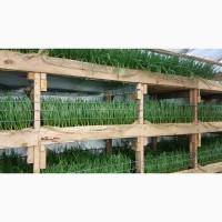 Продам Зелену цибулю ( перо 35 - 40 см ), м. Київ