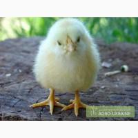 Продаем бройлеров породы Кобб 500