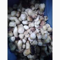 Продам заморожений білий гриб