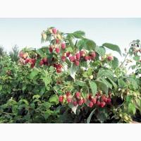 Продам саджанці малини сорту Глен Файн (літній сорт)