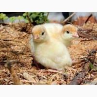 Биг-6. Хайбрид. Венгрия. Индюк. Индюшонок