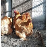 Інкубаційні яйця коха