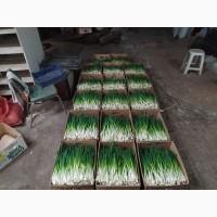 Зелена цибуля перо