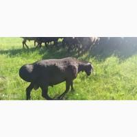 Продам баранов, Гессарские мясные, племенные