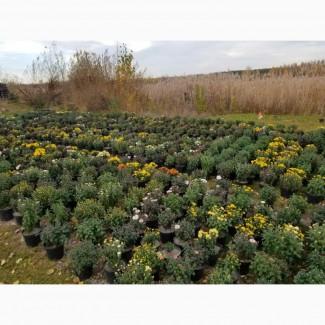 Продам Хризантемы