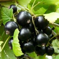 Куплю чорну смородину