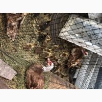 Циплята / Каченята індокачки