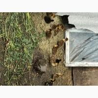 Циплята / Каченята індокачки