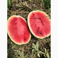 Продам арбуз с поля