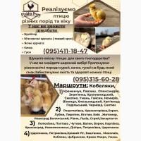 Бройлер КОББ-500, РОС-708