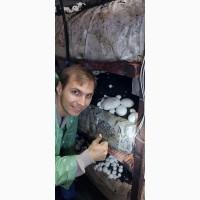 Продам шампиньон с собственной фермы