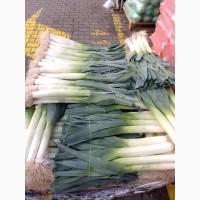 Продам лук-порей