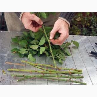 Черенки роз, живці троянд для зимового щеплення