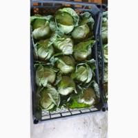 Капуста молодая (Македония)