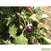 Продам семена мини баклажан