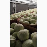 Продам капусту Польща
