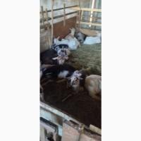 Продам кози та вивці мали та великі