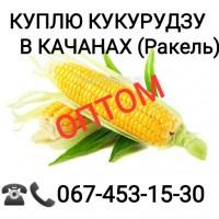 Куплю кукурузу в качанах (ракель)