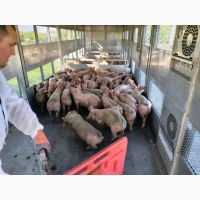 Продам поросята 20-26 кг