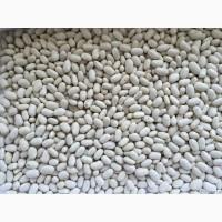 Продам квасолю сорт Неві Бінс