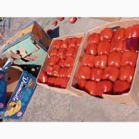 Продам перец куб Геркулес