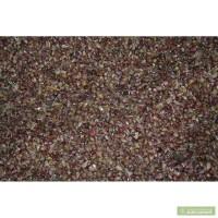 Продам элитные семена чеснока (семечка)