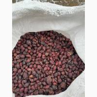 Продам шипшину в об‘ємі