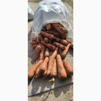 Продам товарную морковь Абака. Харьковская обл