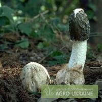 Продам гриб, настойку Веселка
