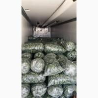 Продам огурец в Румынии