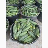 Продам огурец в Румынии