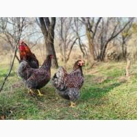 Яйце інкубаційне, курчата, Віандот блакитне золото, золото