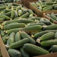 Продам огірки