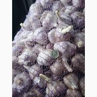 Продам часник товарний