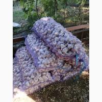 Продам часник товарний