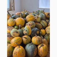 Продам гарбуз сортовий