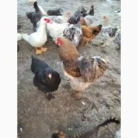 Яйця для інкубацій