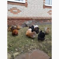 Яйця для інкубацій